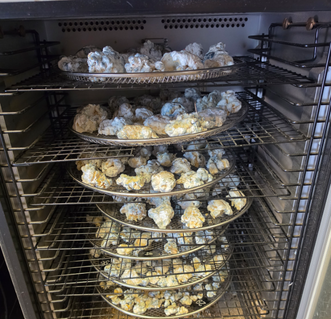 Dehydrator full of Sont Enigma blobs on stacked racks