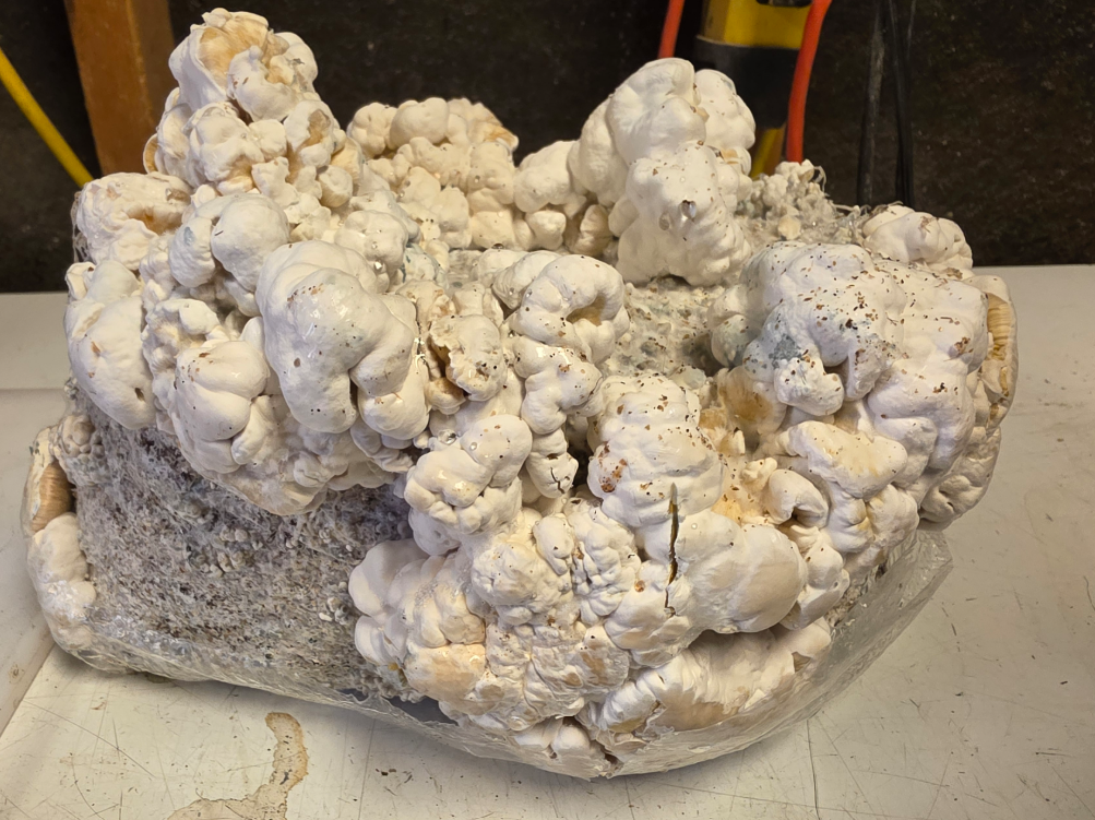 Sont Enigma fruiting on the block — coral masses, no caps