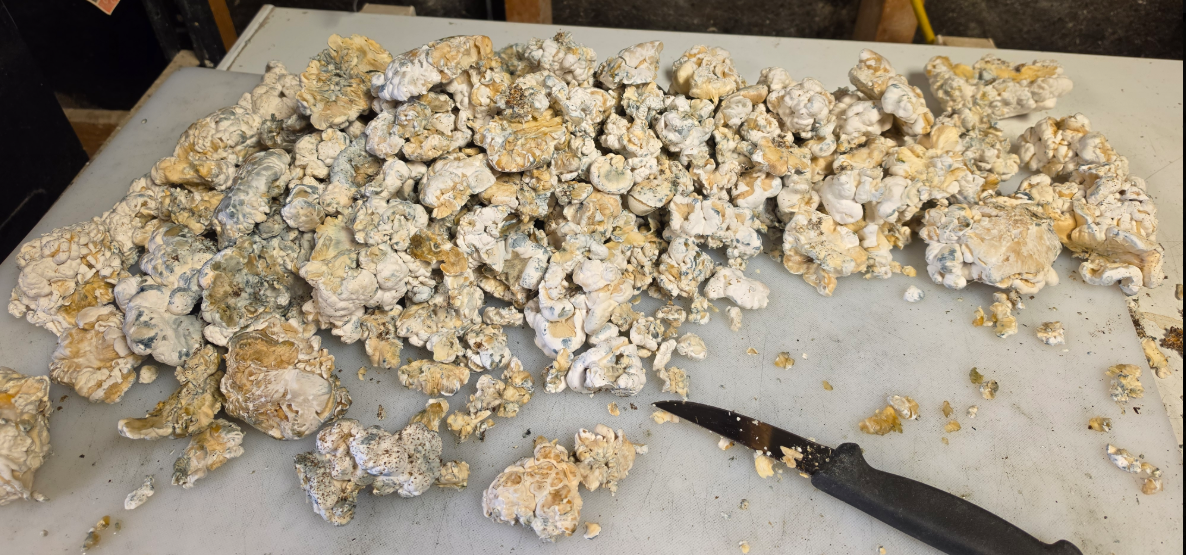 Harvested Sont Enigma blobs on the table with a knife